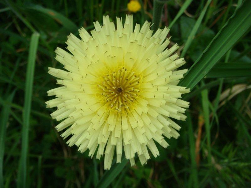 Urospermum dalechampii / Boccione maggiore